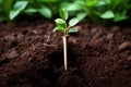 Utilitarian Shovel plant soil humus. Generate Ai