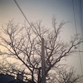 Utility pole with dark tree and sunset in the background Royalty Free Stock Photo