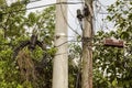 Utility Poles Supporting Multiple Cables And Joint Boxes