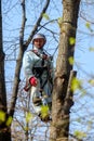 A utility worker climbs up a tree to trim branches