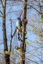 A utility worker climbs up a tree to trim branches