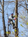 A utility worker climbs up a tree to trim branches