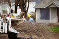 Utility Worker Tree Trimming