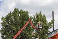 Utility workers cut branches from a tall urban tree