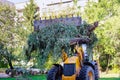 Utility workers removal branches and trunks trees with residential buildings Royalty Free Stock Photo