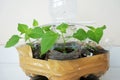 Utilization of used mineral bottles for plants.