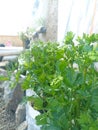 Utilize leftover used goods and empty land next to the house to plant celery