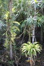 Tropical Forest Bromeliads Ferns