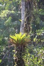Bromeliad Highlight Sun Forest