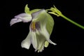 Utricularia asplundii  South American epiphytic Bladderwort Royalty Free Stock Photo
