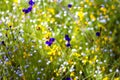 Utricularia beautiful with sunny