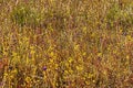 Utricularia bifida and gtass flower