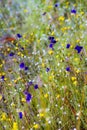 Utricularia blooming in field