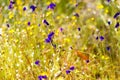 Utricularia blooming with sunlight