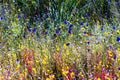 Utricularia blooming with sunny