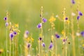 Utricularia delphinioides in the field