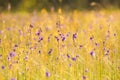 Utricularia delphinioides in the field