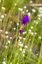 Utricularia delphinioides flower