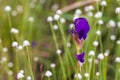 Utricularia delphinioides flower