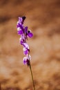 Utricularia delphinioides Is an insectivorous plant