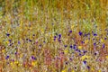 Utricularia delphinoides beautiful with blur background