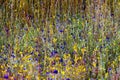 Utricularia delphinoides and field dry grass