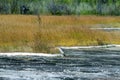 Utricularia delphinoides flowe with dry stone in field