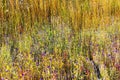 Utricularia delphinoides flowe and small yellow grass