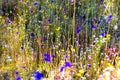 Utricularia delphinoides flower beautiful with bokeh