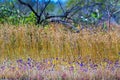 Utricularia delphinoides flower beautiful dry tree