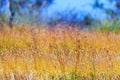 Utricularia delphinoides flower soft with dry grass in field