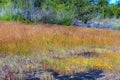 Utricularia delphinoides and small green tree