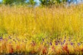 Utricularia delphinoides soft Eremochloa ciliaris Royalty Free Stock Photo