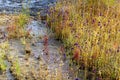 Utricularia delphinoides Thor.ex Pell.flower (LETRIBULARIACEAE)