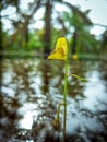 Utricularia intermedia, flatleaf bladderwort ,intermediate bladderwort