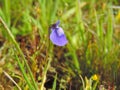 Utricularia Purpurascens