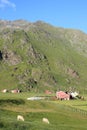 Uttakleiv's barn, sheep and mountains