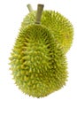 Uttaradit Thailand Durian fruit isolated on white background