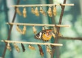 Ãâutterfly hatching out from cocoon Royalty Free Stock Photo
