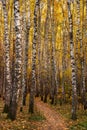 ÃÂutumn landscape with footpath and birch forest