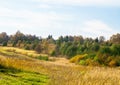 ÃÂutumn landscape. Park in autumn. Landscape birches with autumn forest. Dry grass in the foreground