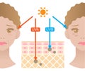 Infographic illustration of difference between UVA and UVB rays. UV penetration into human skin and woman face. skin care and