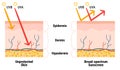 UV penetration into the layers of the skin. Infographic of sunscreen protection against UVA, UVB rays. Skin anatomy. Broad- Royalty Free Stock Photo