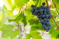 Uva nera di Lambrusco Royalty Free Stock Photo