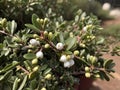 Uva Ursi (Arctostaphylos uva-ursi) in the garden