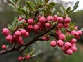 Uva Ursi (Arctostaphylos uva-ursi) in the garden