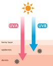 UVA and UVB radiation penetrate into the skin