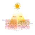 UVA and UVB rays penetrate into the skin layer vector.