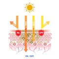 UVA and UVB rays penetrate into the skin, PA and SPF block UV rays vector on white background.