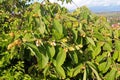 Uvaria dulcis, a species of woody climber in the Annonaceae family